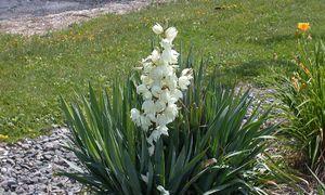 Flor de yuca: cómo cuidar la yuca en casa y en el jardín Cuidado y propagación de la yuca en el jardín
