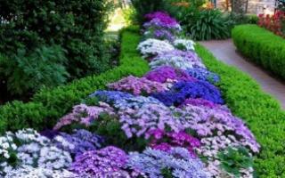 ชื่อพืชที่มีดอกไม้สีฟ้า: คำอธิบายและภาพถ่าย ดอกไม้ที่มีดอกไม้สีฟ้าและสีฟ้าอ่อน เบาะแสคำไขว้