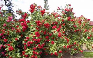 What to do if the climbing rose does not bloom The climbing rose does not bloom