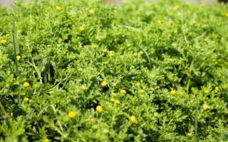 Ground cover flowers and shrubs for the garden