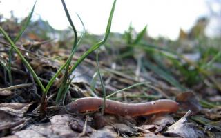 Are earthworms good or bad for plants?